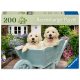 Puzzle 200 db - Golden retriver
